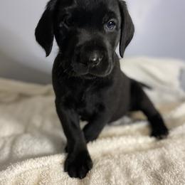White Collar - Black Labrador Retriever puppy in Beulaville, North Carolina from H & S Retrievers