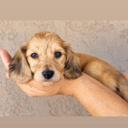 Bear - Cream male Dachshund puppy in Goodyear, Arizona from D&C Royal Dachshunds LLC