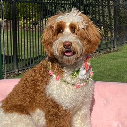 Arabelle - Australian Labradoodle