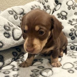 Sugarplum - Chocolate and tan female Dachshund puppy in Plumas Lake, California from Royal T Miniature Dachshunds