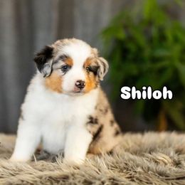 Shilo - Blue merle male Miniature American Shepherd puppy in Tonopah, Arizona from King's Miniature American Shepherds