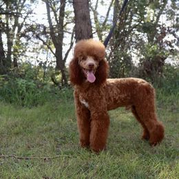 Bo - Poodle