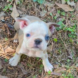 Girl 2 - Blue female Boston Terrier puppy in Griffin, Georgia from Celtic Performance Bostons