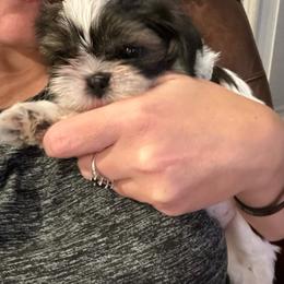 Daisy - Brindle and white female Shih Tzu puppy in Lakeland, Florida from The Townsend Tzu