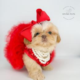 Eba - Cream and white female Shih Tzu puppy in League City, Texas from Divine Pups