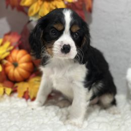 Hans - Tri-color male Cavalier King Charles Spaniel puppy in Shipshewana, Indiana from Shelli's Puppies