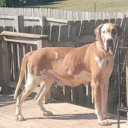 Betty - Great Dane