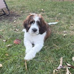 Saint Berdoodle Puppies from Country Manor Saint Berdoodles
