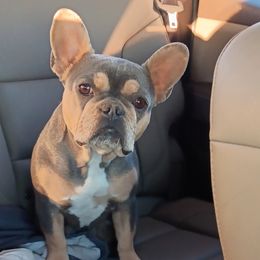 Mabel - French Bulldog