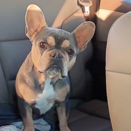 Mabel - French Bulldog
