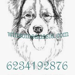 Huey - Blue merle male Australian Shepherd puppy in Waddell, Arizona from Winsome Aussies