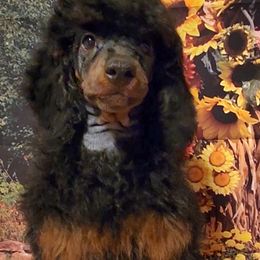 Jasper - Phantom Poodle puppy in Lawton, Oklahoma from Symphony Miniature Poodles