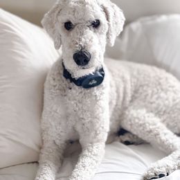 Tango - Poodle