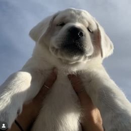 Labrador Retriever Puppies from Lucky Ranch Labradors