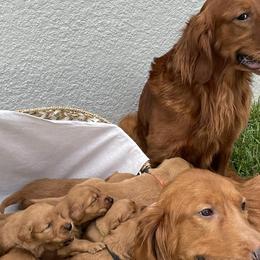 Golden Retrievers from Lake Van Kennels