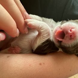 English Springer Spaniel Puppies from Southern Springers