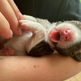 English Springer Spaniel Puppies from Southern Springers