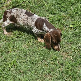 Valentine - Dachshund
