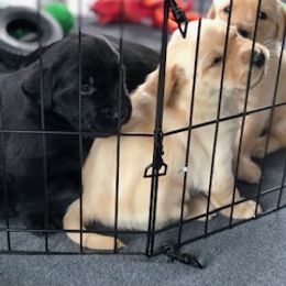 Labrador Retriever Puppies from Premium Labradors of Ontario