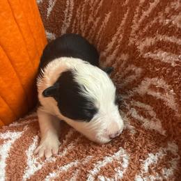 Esperanza - Black and white female Border Collie puppy in Mckinney, Texas from Border Collies of Ruidoso