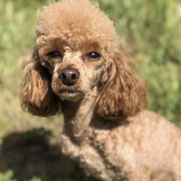 Logan - Poodle