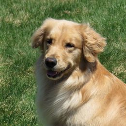 Golden Retriever All Grown Up from Barefoot Goldens