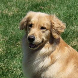 Golden Retriever All Grown Up from Barefoot Goldens