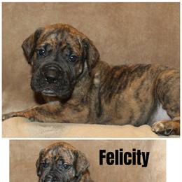 Felicity - Brindle female Great Dane puppy in Spokane, Washington from Phoenix Family Danes