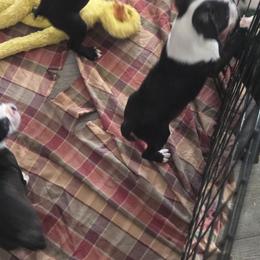 Parking Lot puppy - Brindle and white male Boston Terrier puppy in Clarkston, Washington from Royal Bostons