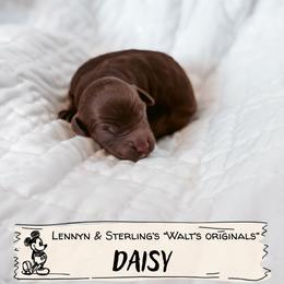 Daisy - Chocolate female Goldendoodle puppy in Soddy Daisy, Tennessee from The W Doods