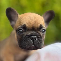 Latte - Fawn female French Bulldog puppy in Ford City, Pennsylvania from DeWitt Frenchies