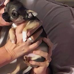 Lil Emily - Chocolate sabled fawn female Chihuahua puppy in Weatherford, Texas from Small and Mighty Chihuahuas