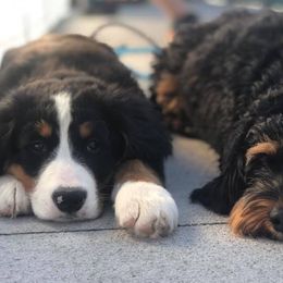 Bernedoodles and Bernese Mountain Dogs from J&B Doodles