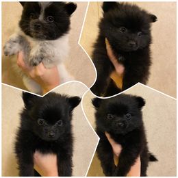 Pomeranian Puppies from Krazzy Pommys