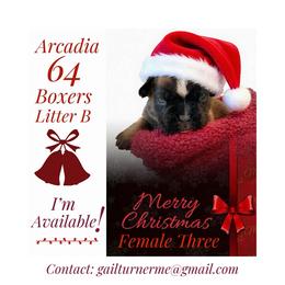 Female 3 - Fawn female Boxer puppy in Portland, Maine from Gail's Boxers