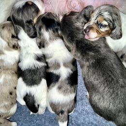 Phoebe - Dapple female Dachshund puppy in Copperas Cove, Texas from Creme de la Creme Dachshunds