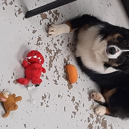 Arrow - Australian Shepherd
