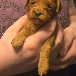 Zoey - Red female Cavapoo puppy in Conklin, Michigan from Lake Michigan Couture Cavapoos & Cockapoos