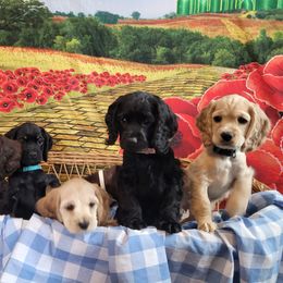Cockapoo puppies from There's no place like home spaniels