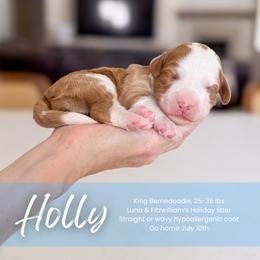 Girl 3 - female Bernedoodle puppy in South Jordan, Utah from Wonderful World Doodles