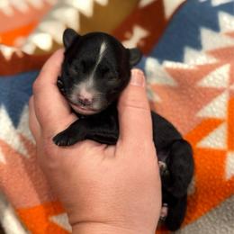 Aurora - Black and white female Sheepadoodle puppy in Wharton, Texas from Little Fur Friends