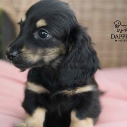 Dapper's Dancehall Darlings- Waltz - Black and cream male Dachshund puppy in Zephyrhills, Florida from Dapper Doxies