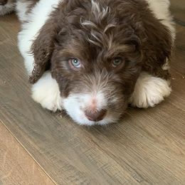 Bernedoodle and Goldendoodle Puppies from Doodling All Day Goldendoodles & Bernedoodles