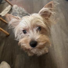 Lily - Yorkshire Terrier