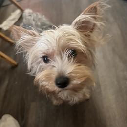 Lily - Yorkshire Terrier
