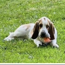 Paris - Basset Hound