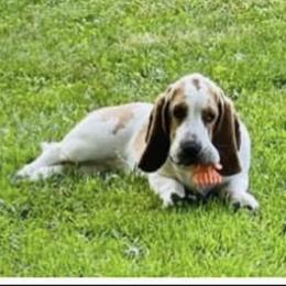 Paris - Basset Hound