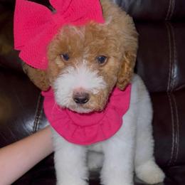 Mockingbird (Our Lone Star State litter) - Parti female Goldendoodle puppy in Hopkins County, Texas from Boutique Doodles