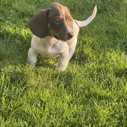 Gunner - Piebald male Dachshund puppy in Modesto, California from Raws Doxies