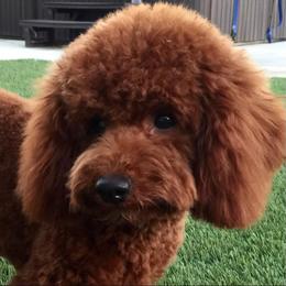 Paradise - Poodle